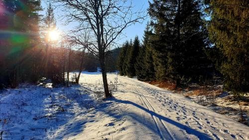 A serene winter forest trail bathed in golden sunlight, ideal for tranquil cross-country skiing or peaceful snowshoeing adventures.