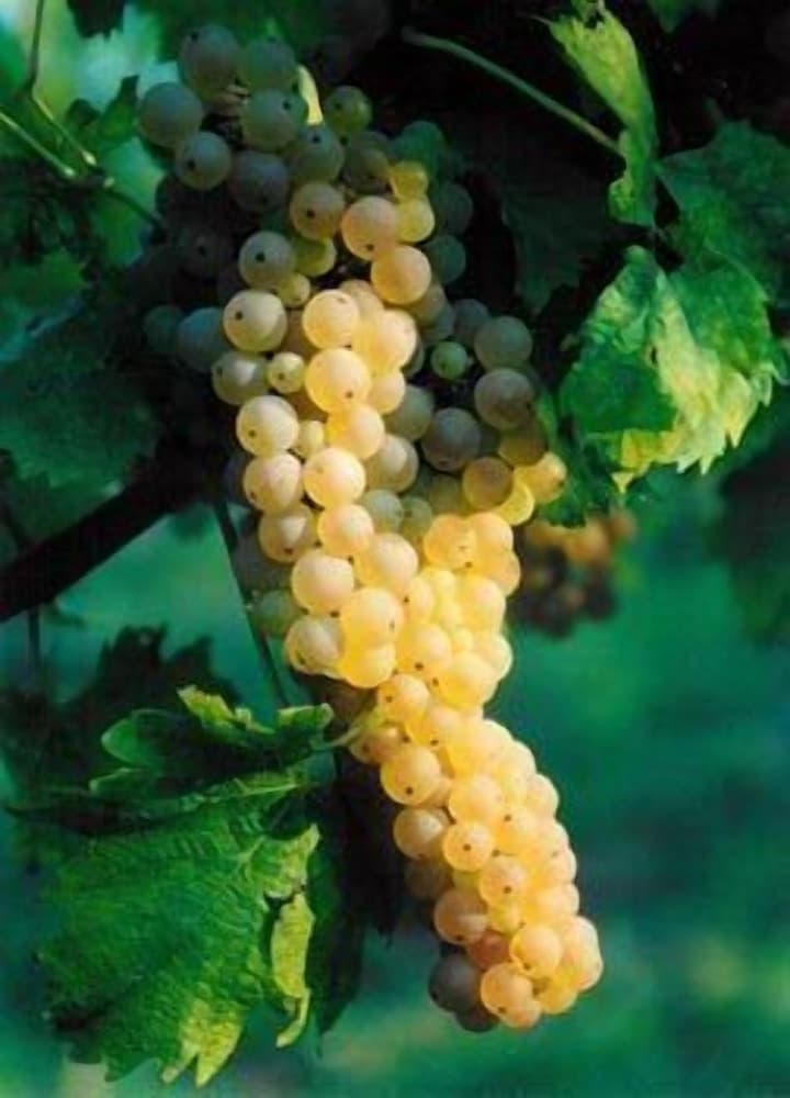 Podere dell Anselmo