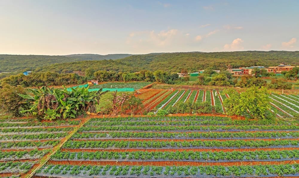 Berry Hill Resort