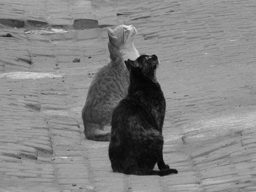 A serene black-and-white scene captures two cats gazing upward on a cobblestone street, evoking a contemplative mood ideal for travelers seeking quiet urban exploration.