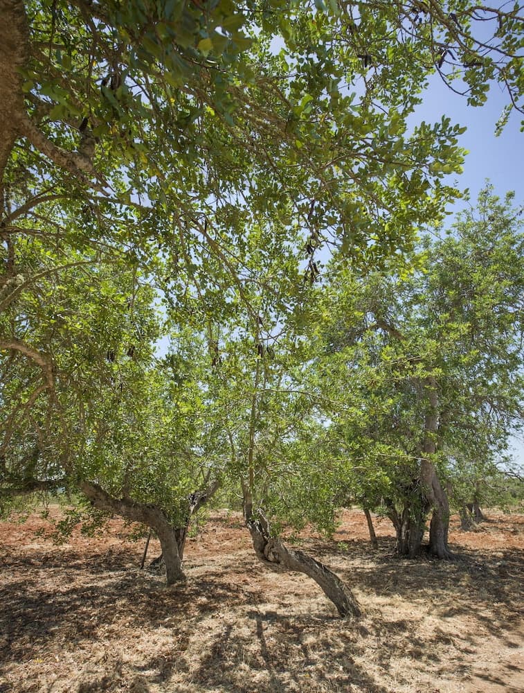 Villa Can Cama