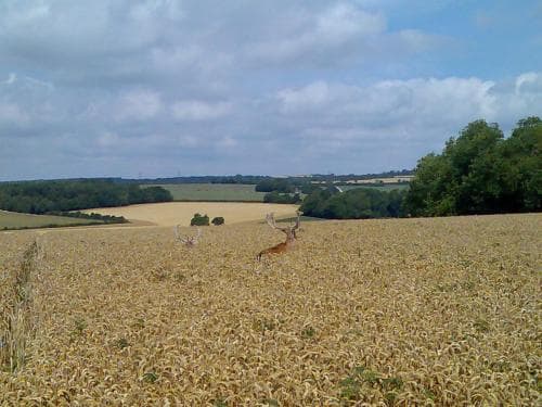 Chilgrove Farm Bed & Breakfast