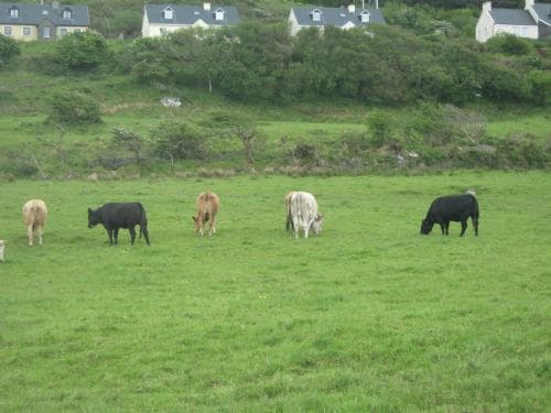 Iveragh Heights