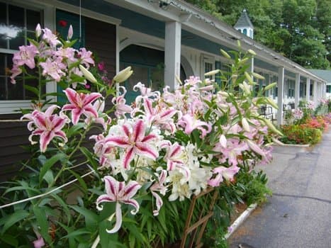 White Trellis Motel