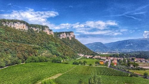 A serene vineyard sprawls beneath lush green hills under a vibrant blue sky, ideal for wine enthusiasts seeking picturesque landscapes and tranquil rural escapes.