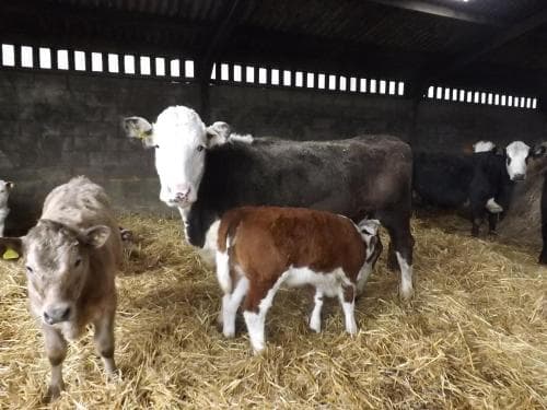 Pear Tree Farm