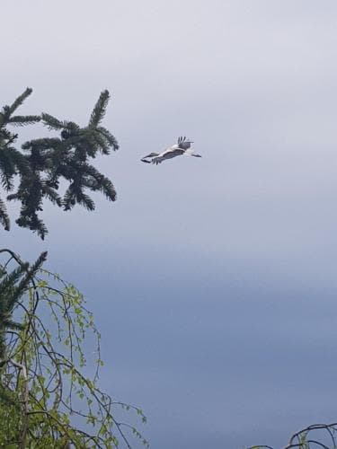 A serene lakeside scene captures an eagle soaring gracefully above calm waters, framed by lush evergreen branches, ideal for nature enthusiasts seeking tranquility and wildlife observation.