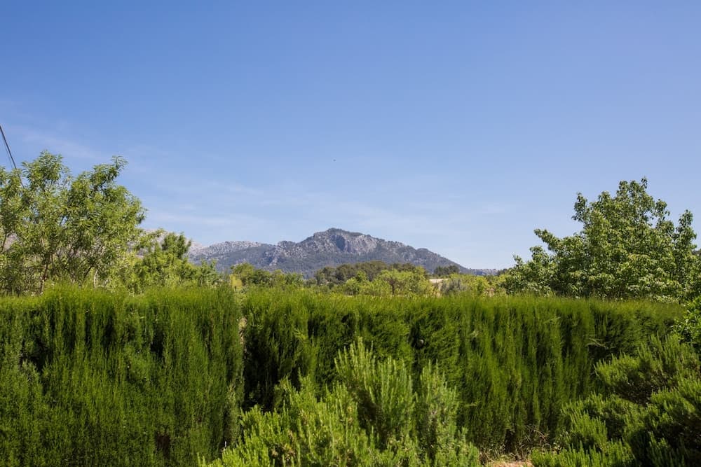 Pereó