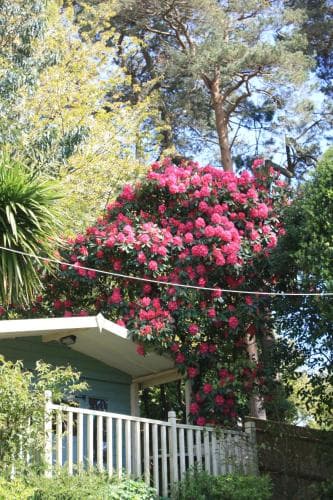 Pine Ridge B&B