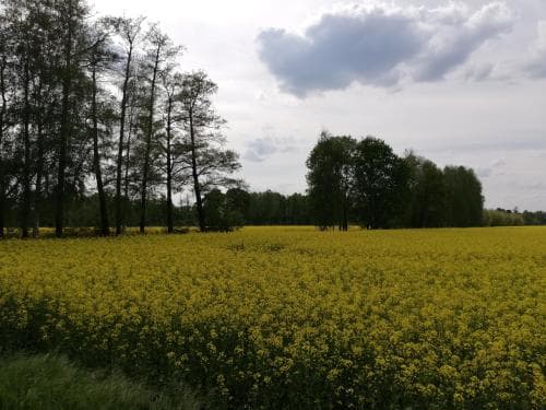 Pension Am Waldrand