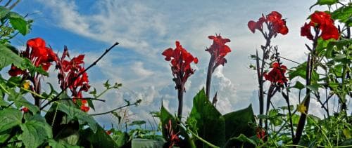 Vibrant red flowers bloom against a serene blue sky, creating a tranquil garden scene ideal for nature photography and relaxation.
