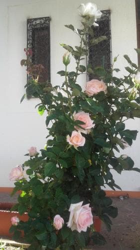 Casa Dos Pingos De Mel