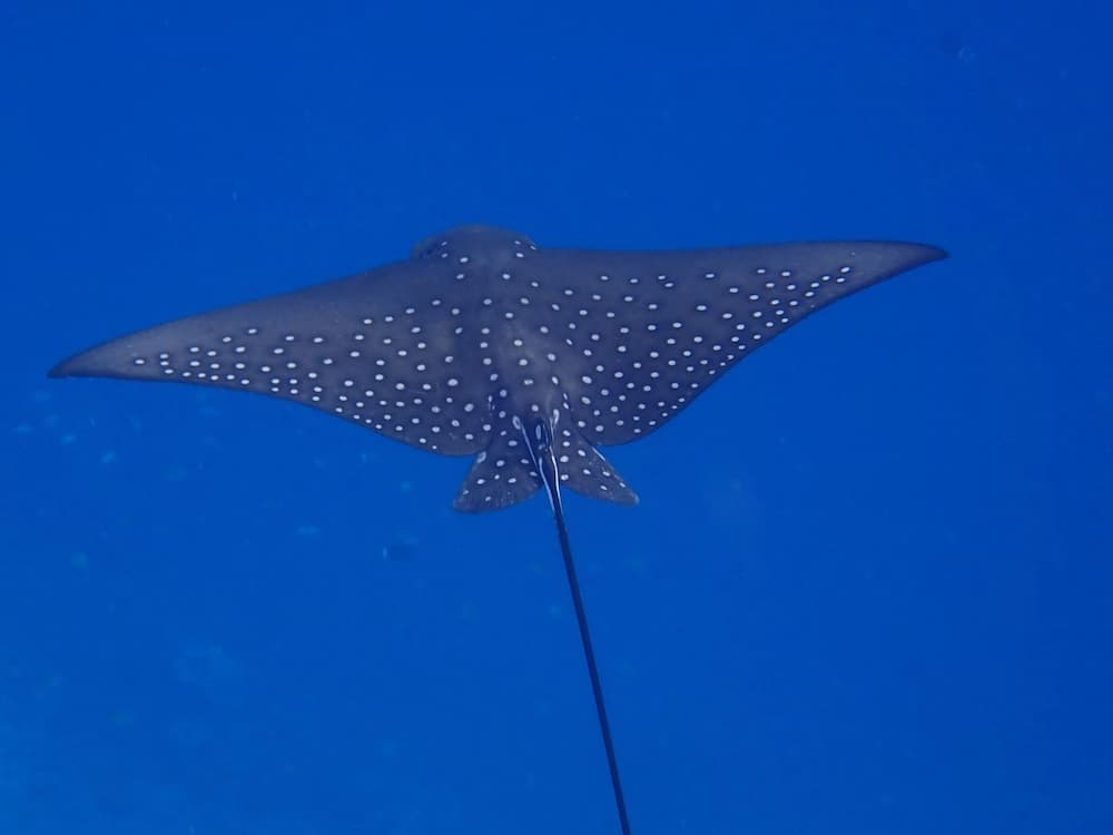 Eri Maldives