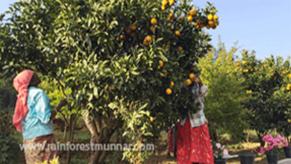Rain Forest Resort - Munnar