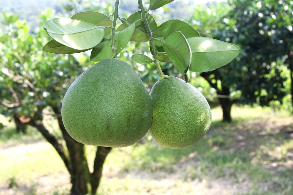 Pomelo B&B