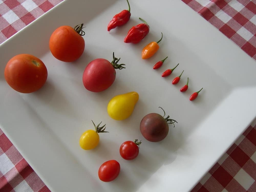 A vibrant display of assorted tomatoes and peppers arranged on a white plate atop a red-and-white checkered tablecloth evokes a cozy kitchen setting, perfect for culinary enthusiasts exploring fresh produce options.