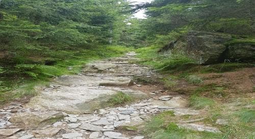 A serene forest trail lined with stone steps invites hikers to explore the lush greenery and natural beauty of a tranquil woodland setting.