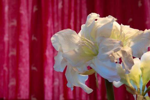 A serene close-up of delicate white flowers against a vibrant red curtain backdrop evokes a tranquil indoor setting, perfect for travel photography focused on floral art and interior aesthetics.