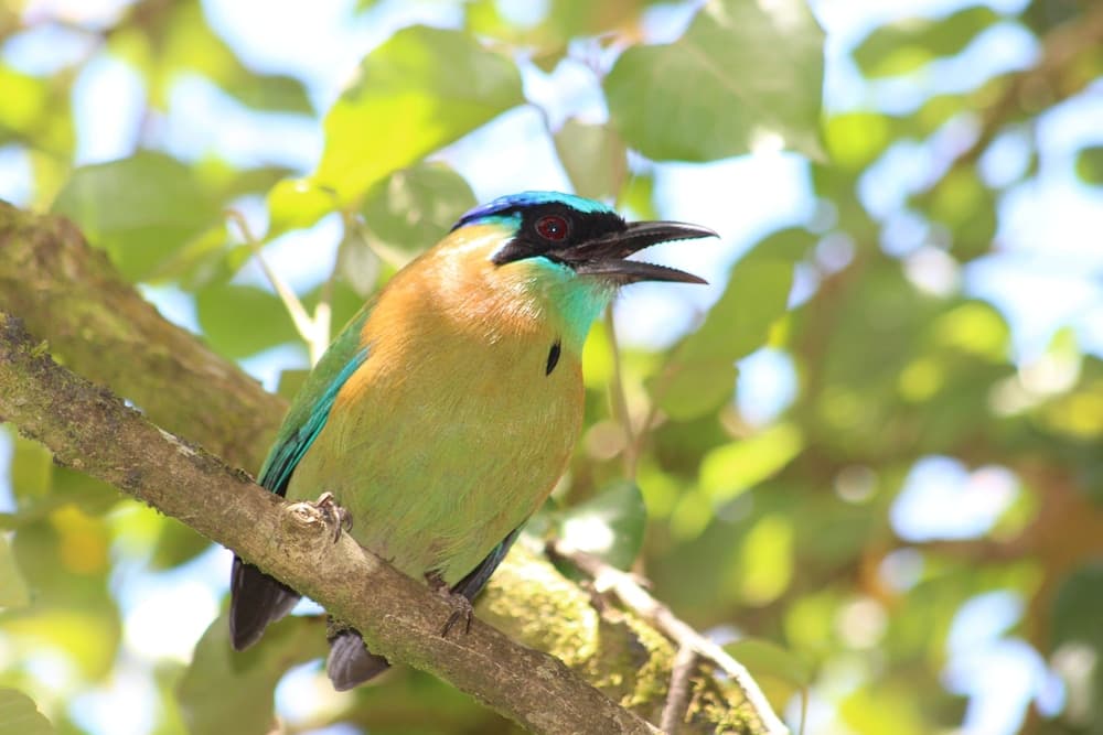 A vibrant motmot perches on a tree branch amidst lush foliage, creating a serene tropical forest scene ideal for birdwatching enthusiasts.