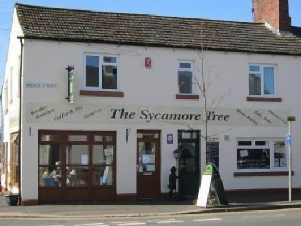 The Sycamore Tree