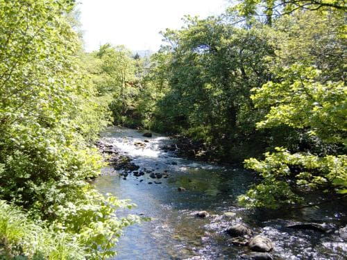 A serene forest stream flows gently through lush greenery, ideal for nature photography and peaceful hiking adventures.