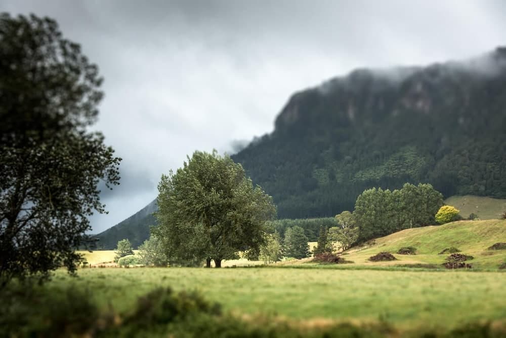 Astelia Lodge