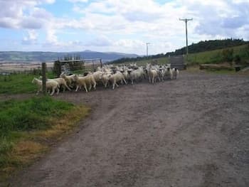 A flock of sheep trots along a rural dirt path under a partly cloudy sky, creating a serene pastoral scene ideal for agricultural tourism and countryside exploration.