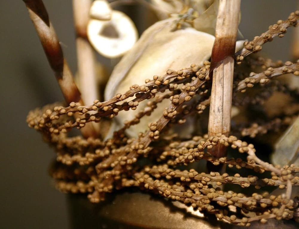 A close-up of dried plant stems and seeds creates an earthy, rustic mood ideal for nature enthusiasts exploring botanical exhibits or seeking sustainable decor materials.