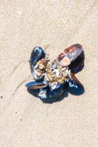 A serene beach scene features a cluster of mussels and small shells nestled in the sand, evoking a tranquil coastal atmosphere ideal for nature photography enthusiasts.