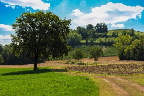 A serene rural landscape featuring lush green fields, a solitary tree, and rolling hills under a partly cloudy sky, ideal for tranquil countryside retreats and nature photography.