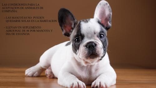 A charming black-and-white French Bulldog puppy rests on a wooden floor against a warm brown backdrop, creating an inviting and cozy atmosphere ideal for pet-friendly accommodation listings.