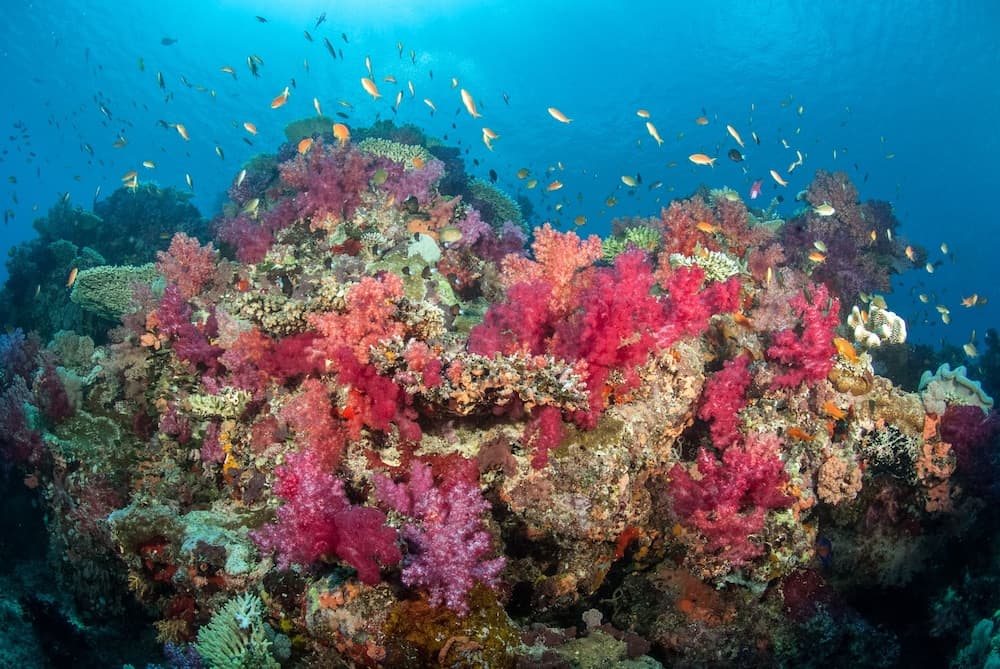 A vibrant underwater coral reef teeming with colorful marine life creates a serene and mesmerizing scene ideal for scuba diving enthusiasts seeking natural beauty and biodiversity.
