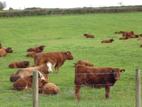 Whidlecombe Farm