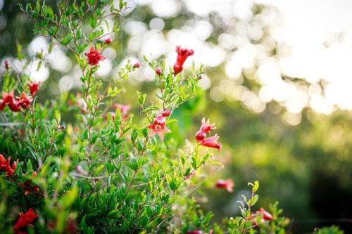 Bed & Breakfast Mandorla Amara