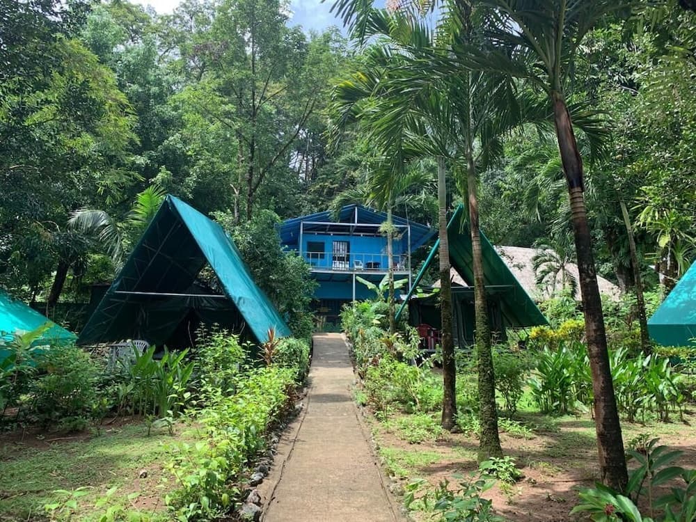 A serene tropical retreat features a pathway leading to vibrant green tents and a blue cabin nestled among lush palm trees, ideal for eco-adventure travelers seeking a tranquil jungle experience.