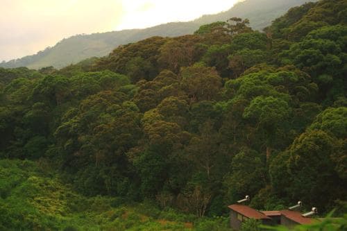 The Rainforest Ecolodge