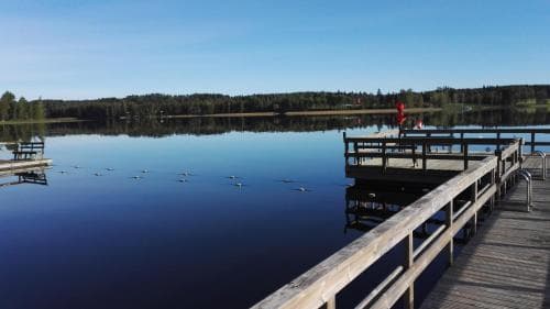 Koivupuisto