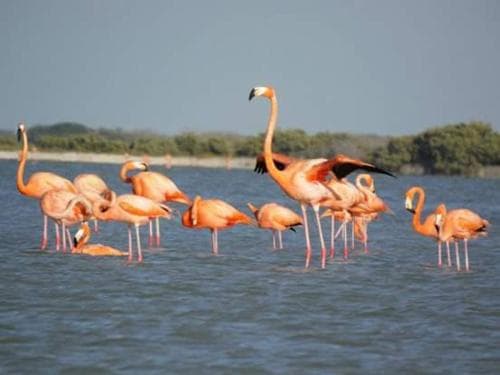 Posada Rosymar