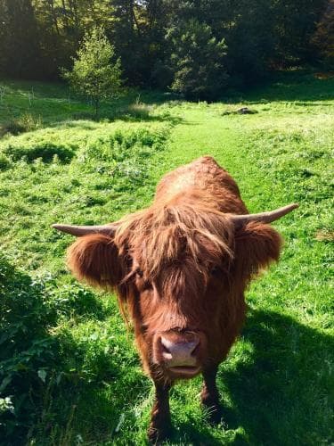 A Highland cow grazes peacefully in a sunlit meadow surrounded by lush greenery, creating a serene rural scene ideal for nature lovers exploring pastoral landscapes.