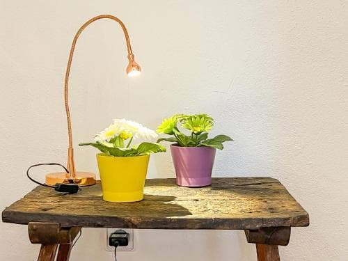 A cozy indoor setting features a rustic wooden table adorned with vibrant potted flowers under the warm glow of a flexible desk lamp, ideal for travelers seeking a serene and personalized accommodation space.
