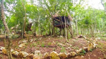 A serene tropical forest scene features rustic treehouses nestled among lush greenery, ideal for eco-conscious travelers seeking a tranquil retreat.