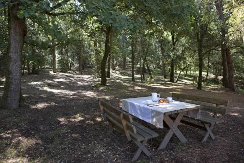 A serene forest picnic spot features a rustic wooden table set with a white cloth and dishes, surrounded by lush greenery, ideal for a tranquil outdoor dining experience.