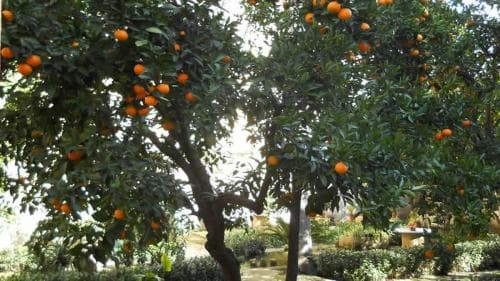 B&b L'orangerie D'epoque