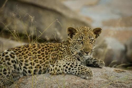 A majestic leopard rests on a rocky outcrop amidst dry grasses in a serene wildlife reserve, offering travelers an intimate glimpse into the natural habitat of these elusive big cats.