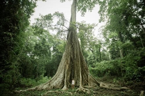 Big Tree Resort