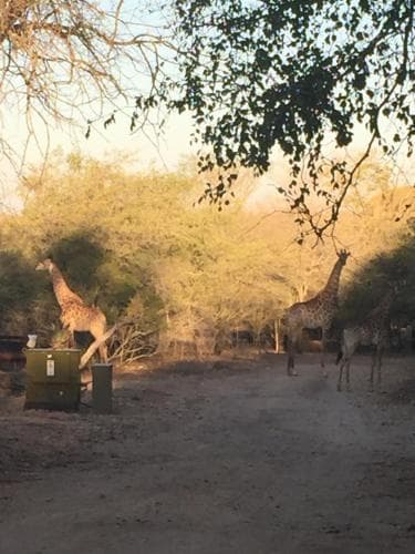 InniBos Marloth Park