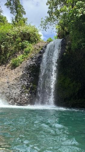 Taveuni Palms