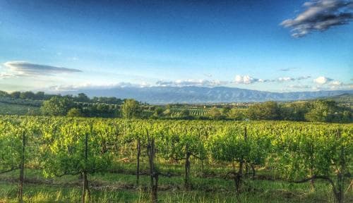 Tenuta di Lupinari