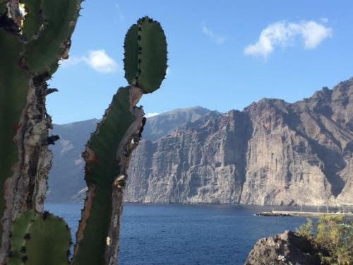 A serene coastal landscape features towering cliffs overlooking calm waters, framed by a striking cactus in the foreground, ideal for adventure seekers exploring rugged natural beauty.