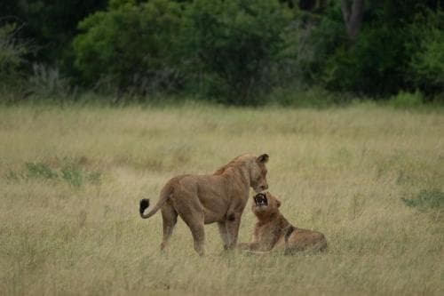 Lion Sands River Lodge